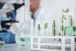 Biodiversidade e pesquisa podem colocar Brasil na liderança global dos bioinsumos