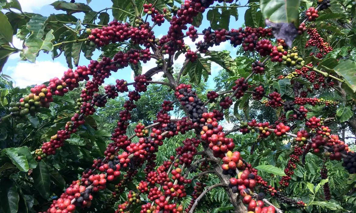 CAFÉ: Chuvas durante a colheita prejudicam qualidade dos grãos