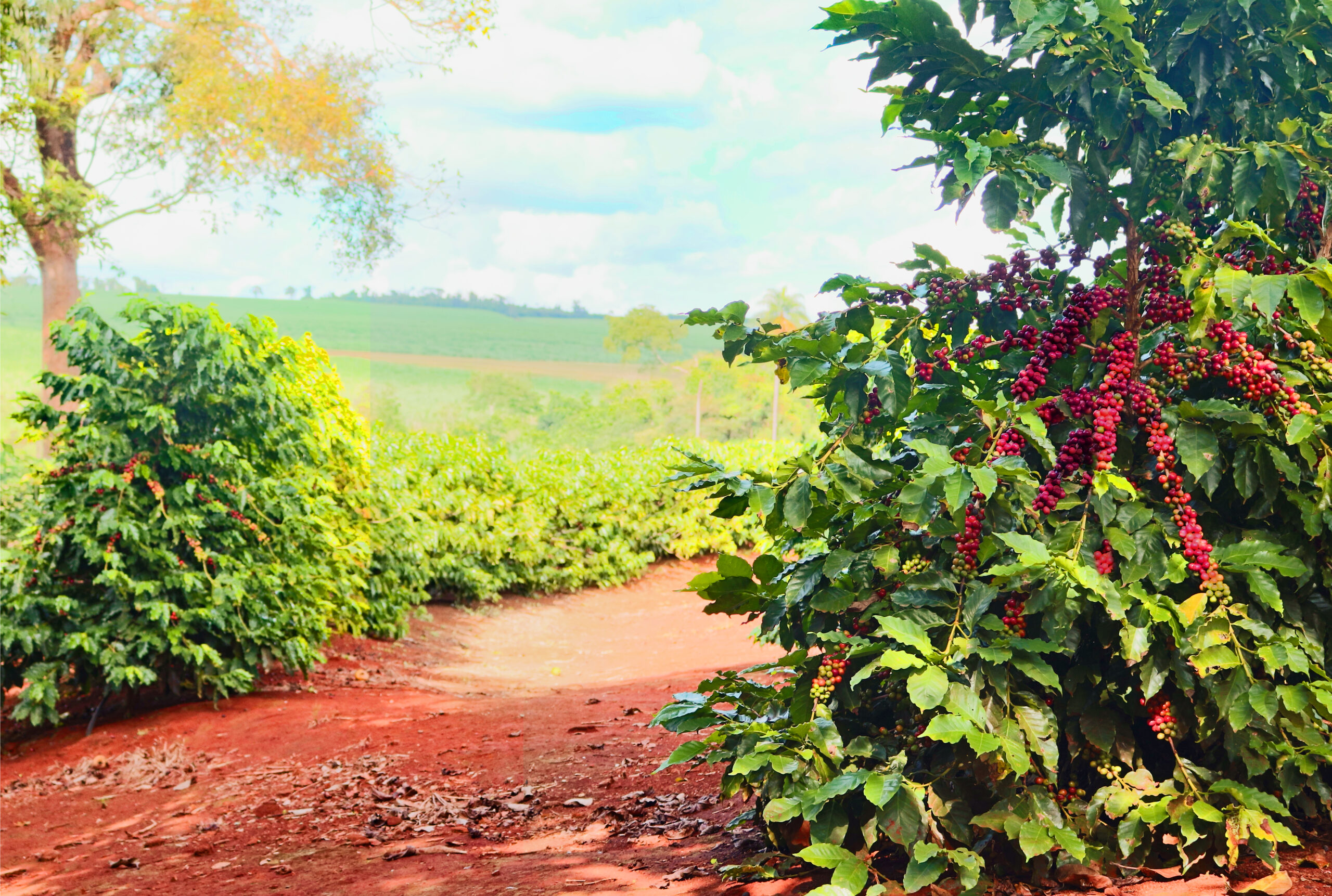 Da proteção à produtividade: IHARA apresenta portfólio completo para cana, soja e café na Coopercitrus Expo 2026