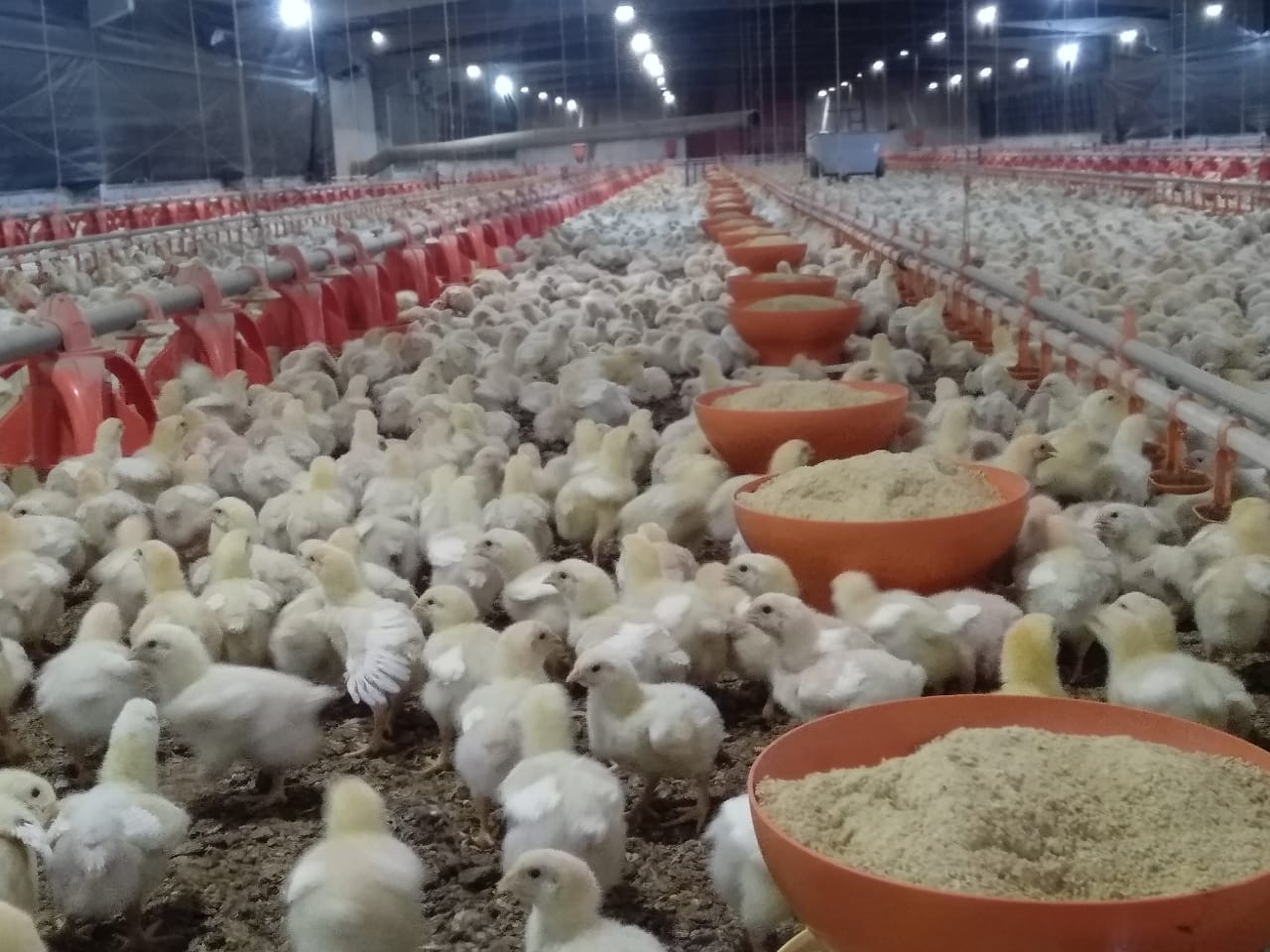 FRANGO: Poder de compra frente ao farelo recua 16% em um ano