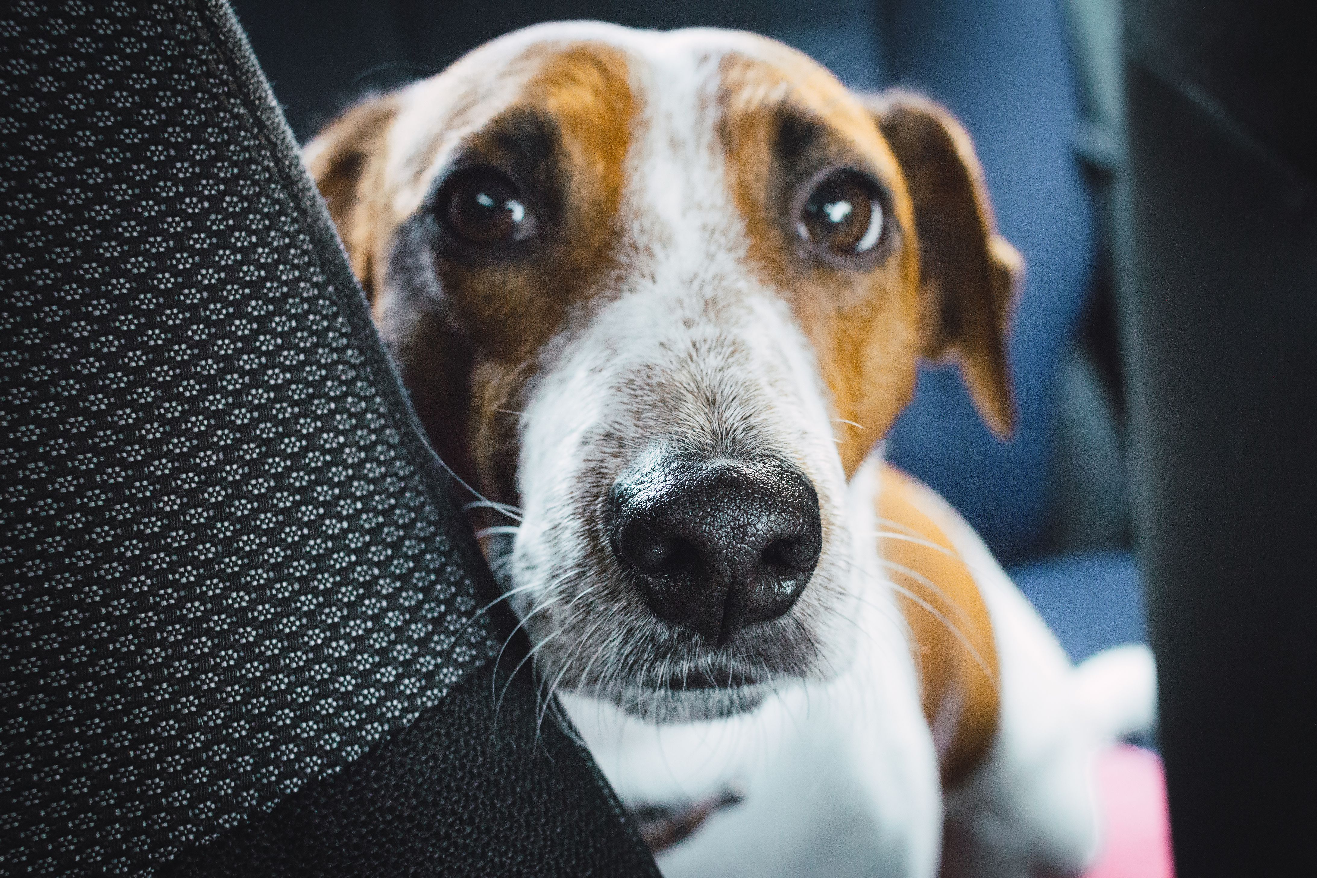 Cheiro de cachorro no carro: como limpar bancos e carpetes sem danificar o interior