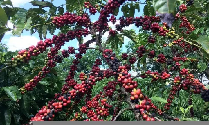 CAFÉ: Chuvas durante a colheita prejudicam qualidade dos grãos