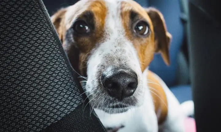 Cheiro de cachorro no carro: como limpar bancos e carpetes sem danificar o interior