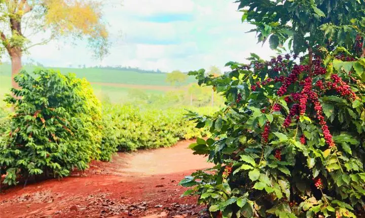 Da proteção à produtividade: IHARA apresenta portfólio completo para cana, soja e café na Coopercitrus Expo 2026