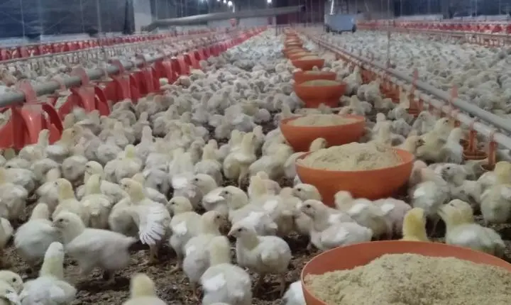 FRANGO: Poder de compra frente ao farelo recua 16% em um ano